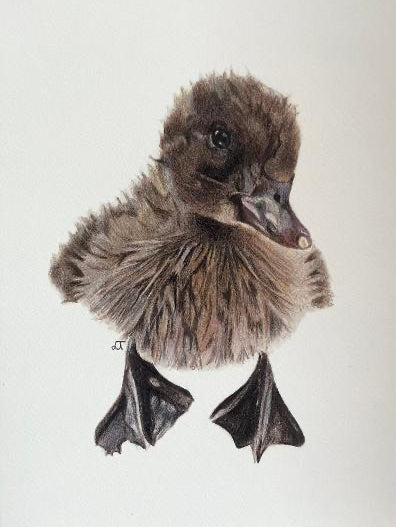 Curious Duckling Fine Art Print – A4