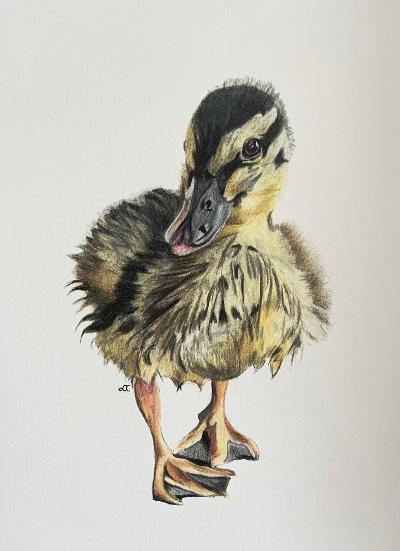 Little Duckling Fine Art Print – A4