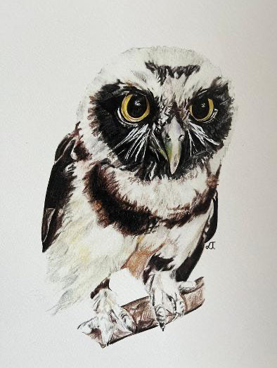 Little Owl Fine Art Print – A4